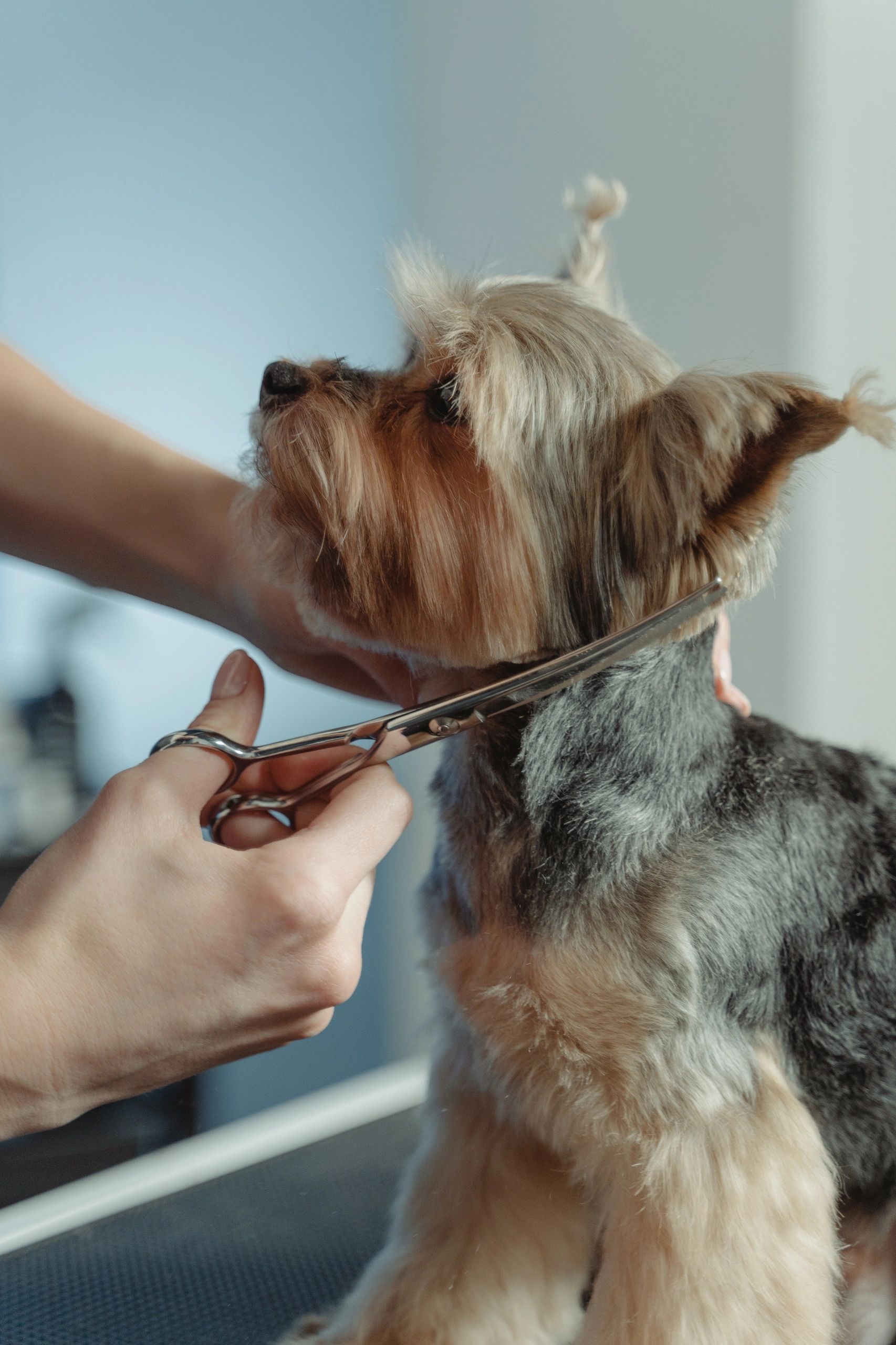 Grooming