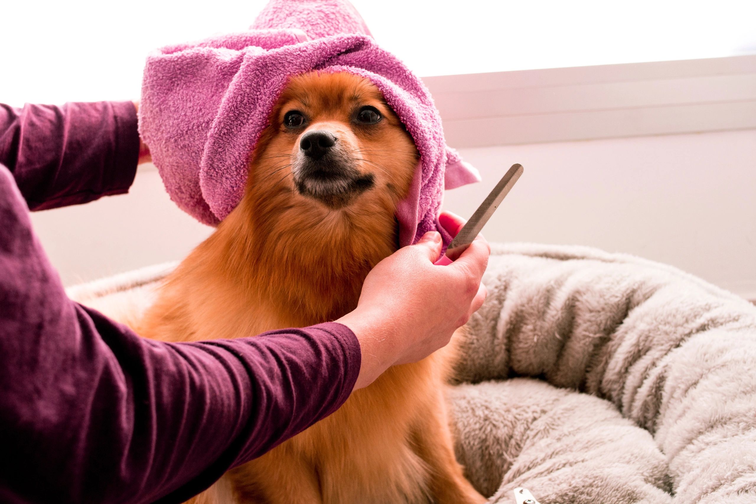 Non-Anesthesia Teeth Cleaning
